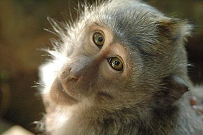 Оценен риск совместной мутации оспы обезьян и Covid‑19