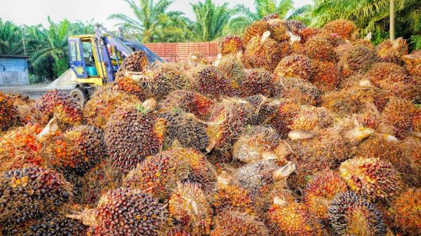 <br />
                    Die Zeit: пальмовое масло из Индонезии возвращается на рынок<br />
                